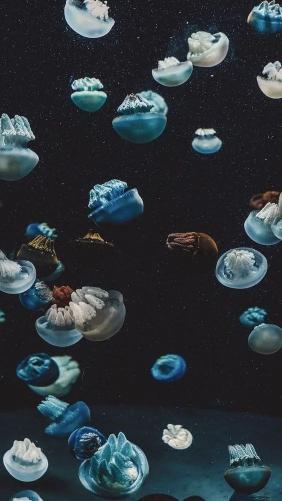 Jellyfish Galaxy Dream - Ocean Wallpaper