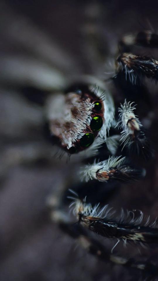 Jumping Spider Green Eyes