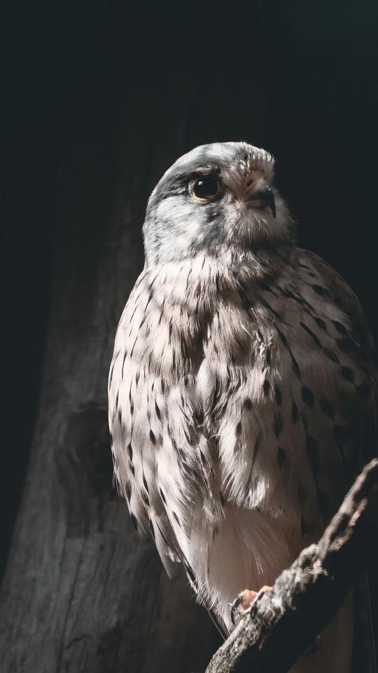 Kestrel in Shadow
