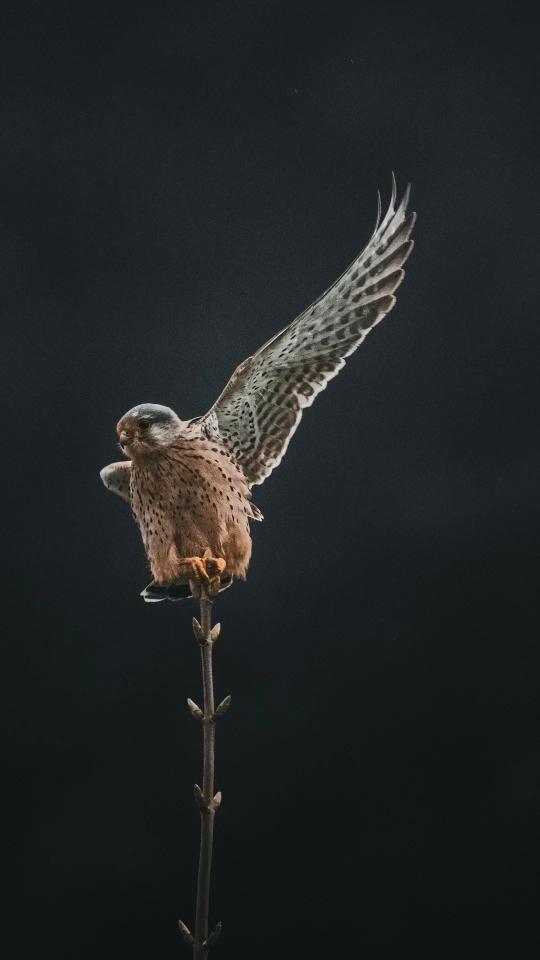Kestrel Ready for Flight