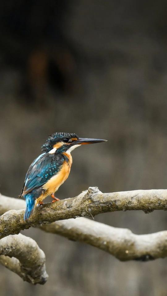 Kingfisher on Branch - Related Dark Wallpapers wallpaper