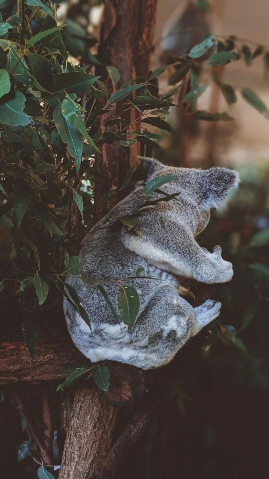 Koala in Eucalyptus Tree