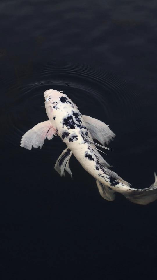 Koi Fish in Dark Water - Related Dark Wallpapers wallpaper