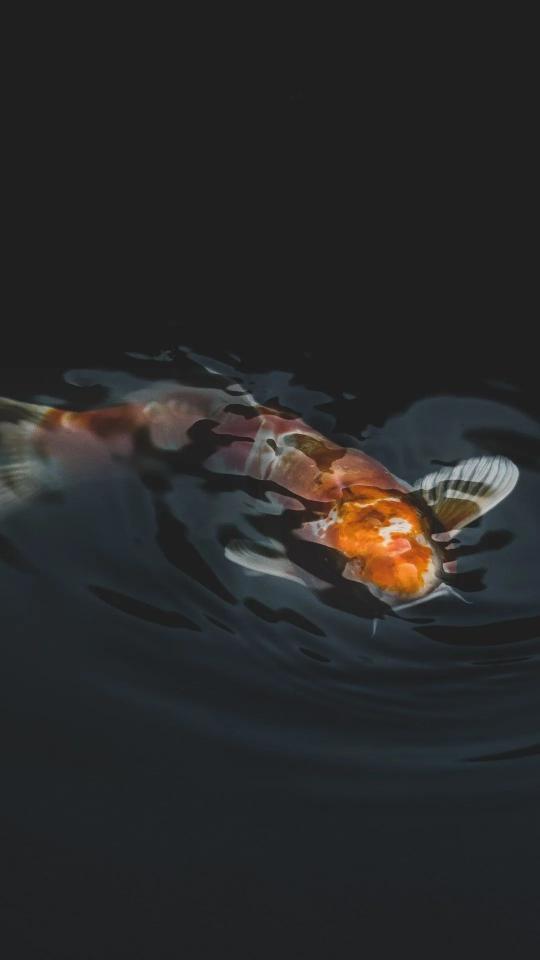 Koi Fish in Darkness - Related Dark Wallpapers wallpaper