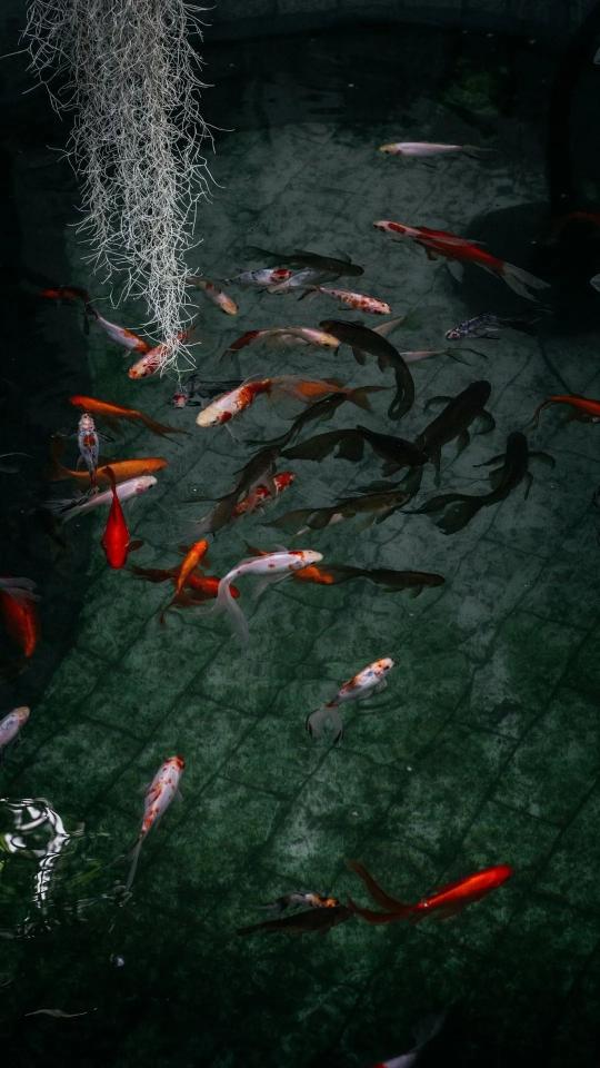 Koi Pond Serenity