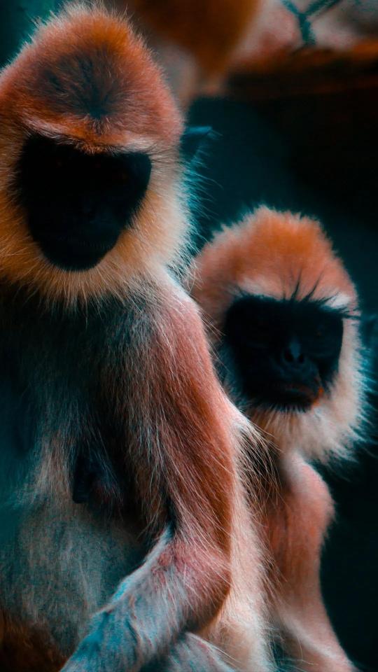 Langur Monkey Duo