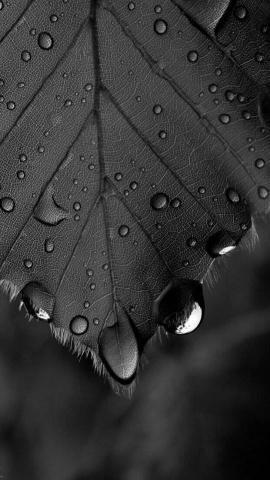 Leaf and Water Droplets