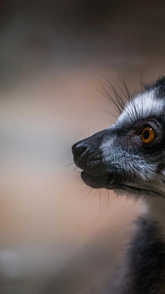 Lemur Profile Close-Up
