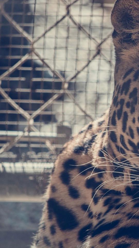 Leopard Behind Bars