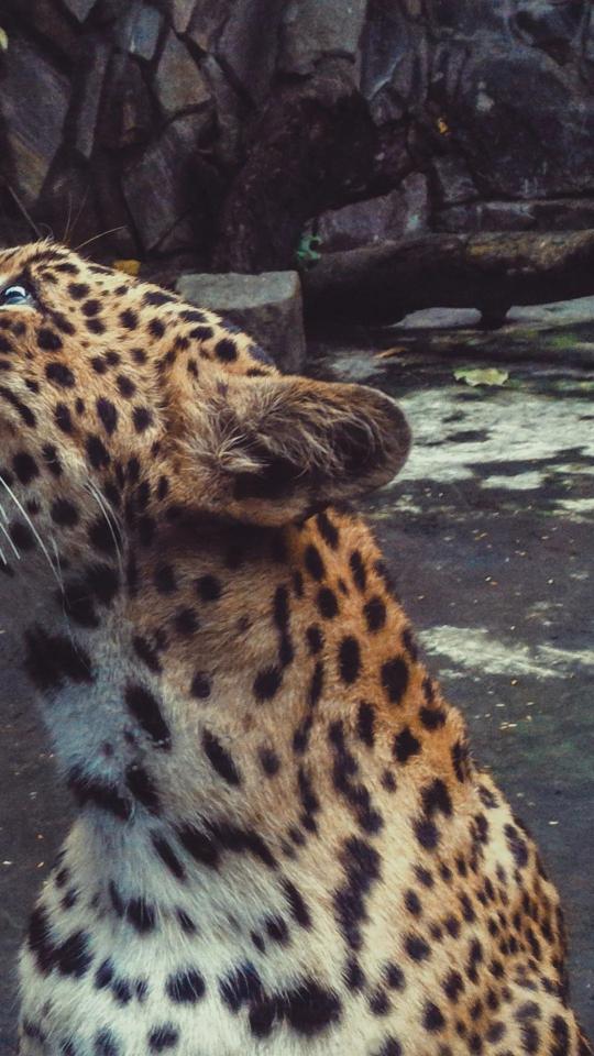 Leopard's Intense Gaze - Related Dark Wallpapers wallpaper