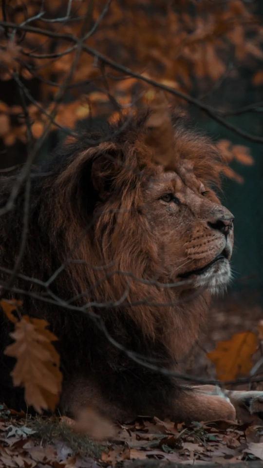 Lion in Autumn Woods - Related Dark Wallpapers wallpaper