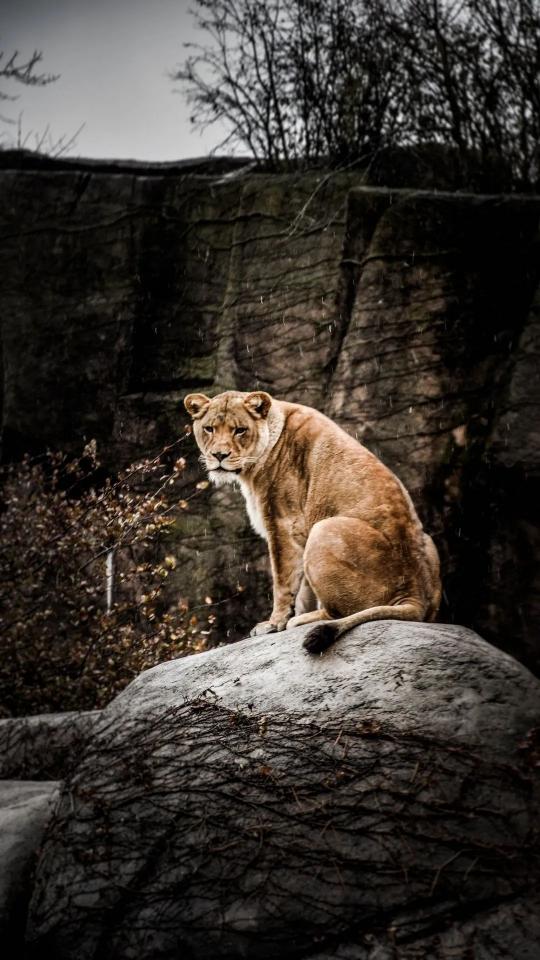 Lioness on Rocky Ledge - Related StockWalls wallpaper