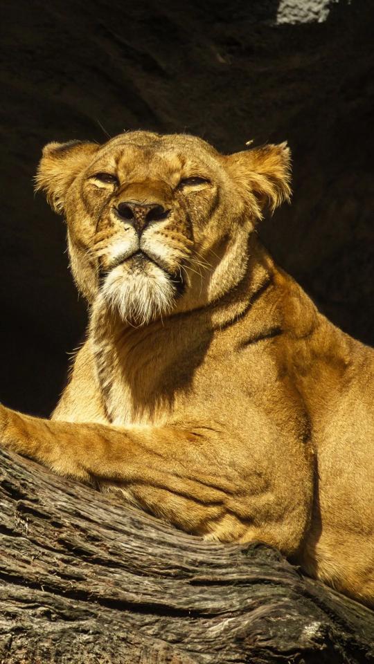 Lioness Sunbathing Portrait - Related Dark Wallpapers wallpaper