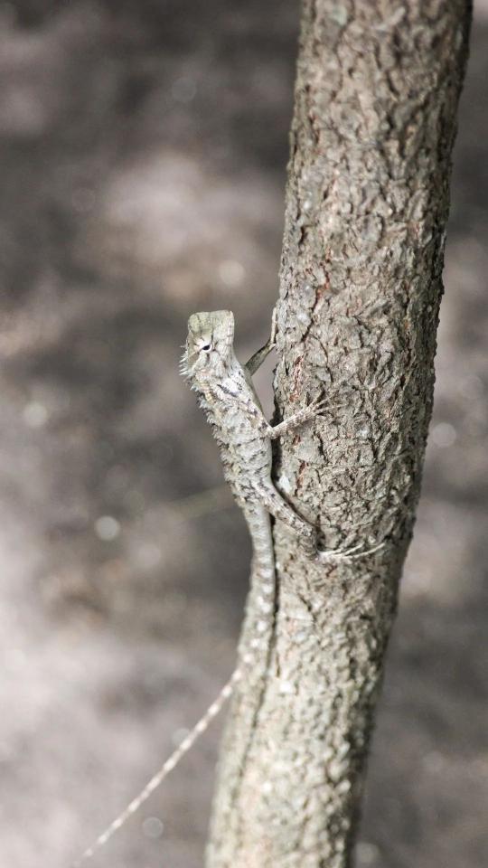 Lizard on a Branch - Related Dark Wallpapers wallpaper