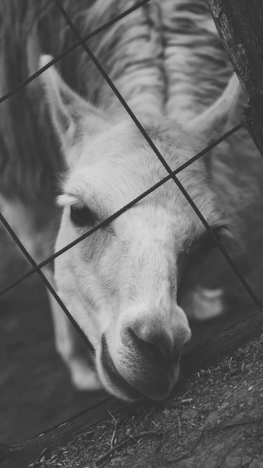 Llama Behind the Fence