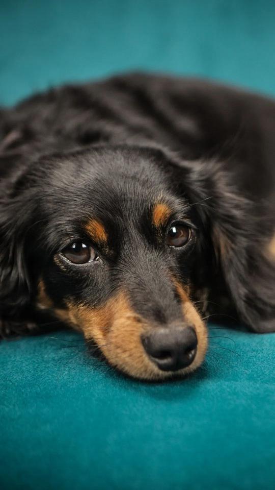 Long-Haired Dachshund Portrait - Related Dark Wallpapers wallpaper