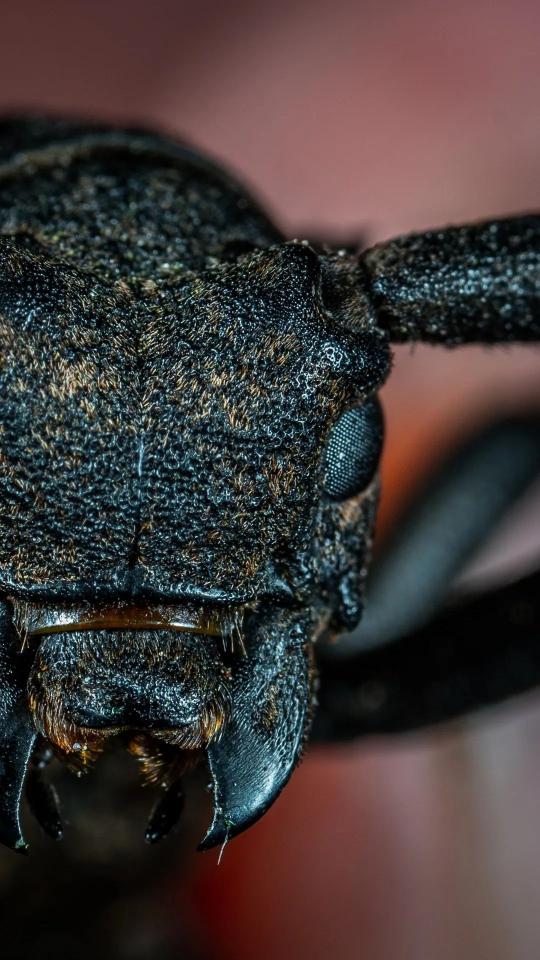 Longhorn Beetle Close-Up