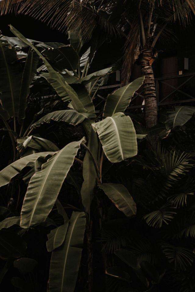 Lush Tropical Foliage