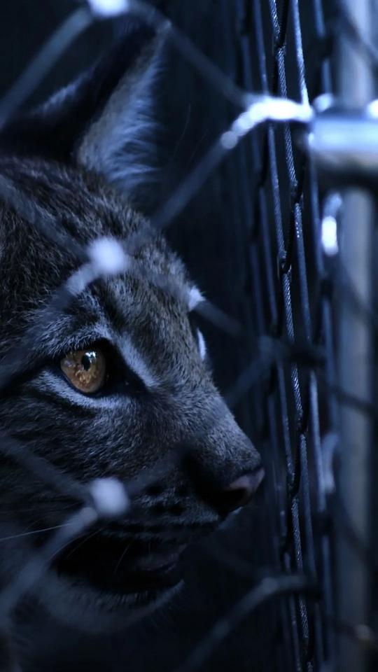 Lynx Behind Bars