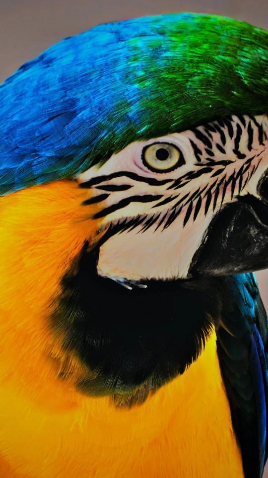 Macaw Close-Up Portrait - Related Dark Wallpapers wallpaper