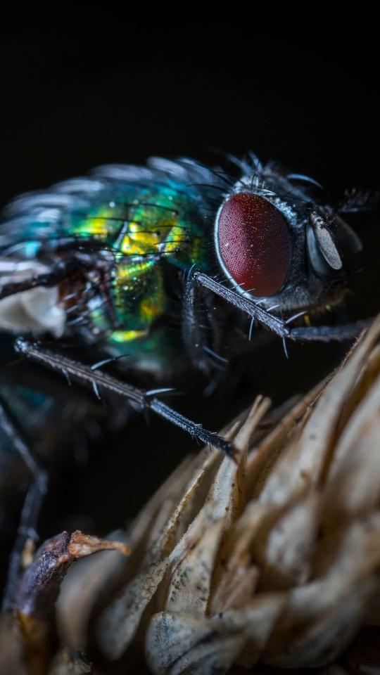 Macro Fly Portrait - Related Dark Wallpapers wallpaper
