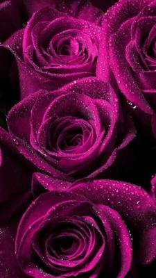 Magenta Roses with Dew