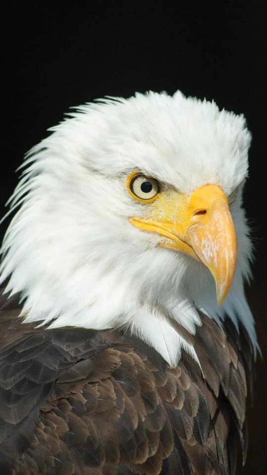 Majestic Bald Eagle Portrait - Related Dark Wallpapers wallpaper