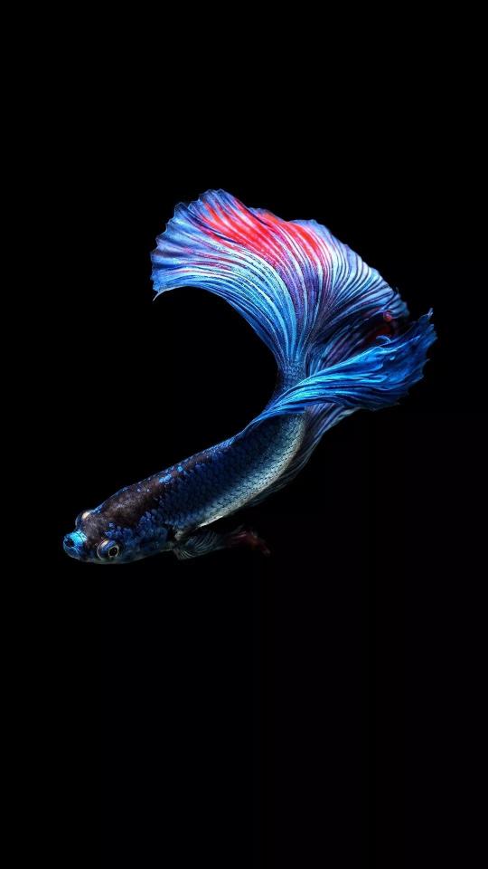 Majestic Betta Fish