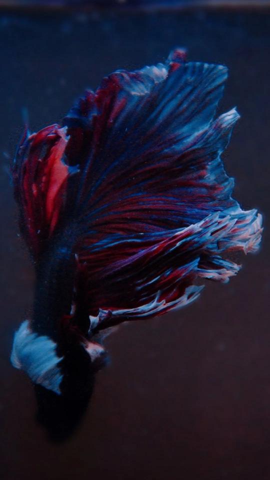 Majestic Betta Fish Tail