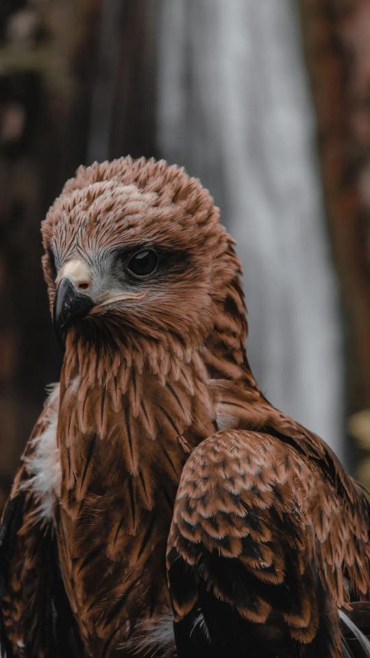 Majestic Brown Eagle Portrait