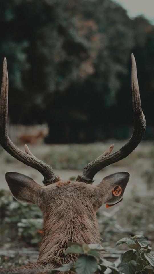 Majestic Deer Antlers