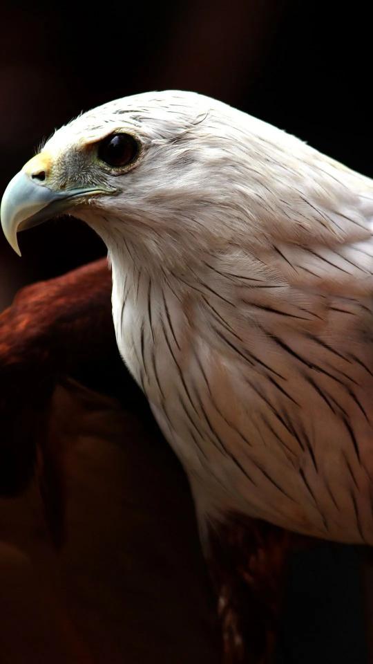 Majestic Eagle Portrait - Related Dark Wallpapers wallpaper