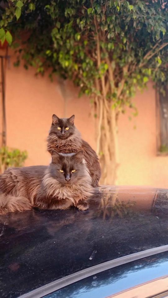 Majestic Feline Duo