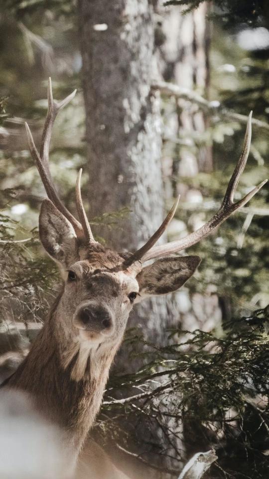 Majestic Forest Deer Portrait