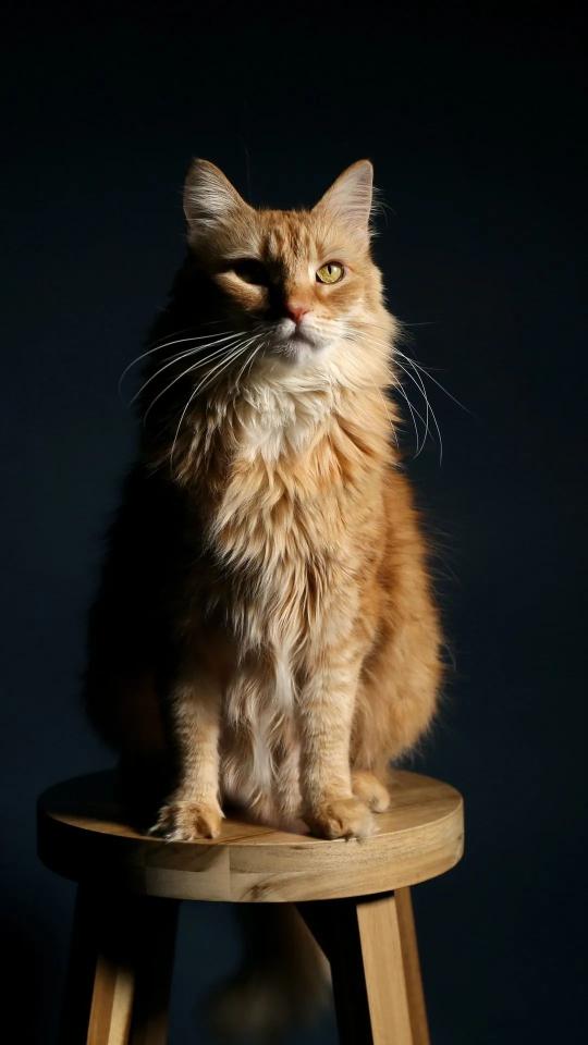 Majestic Ginger Cat Portrait
