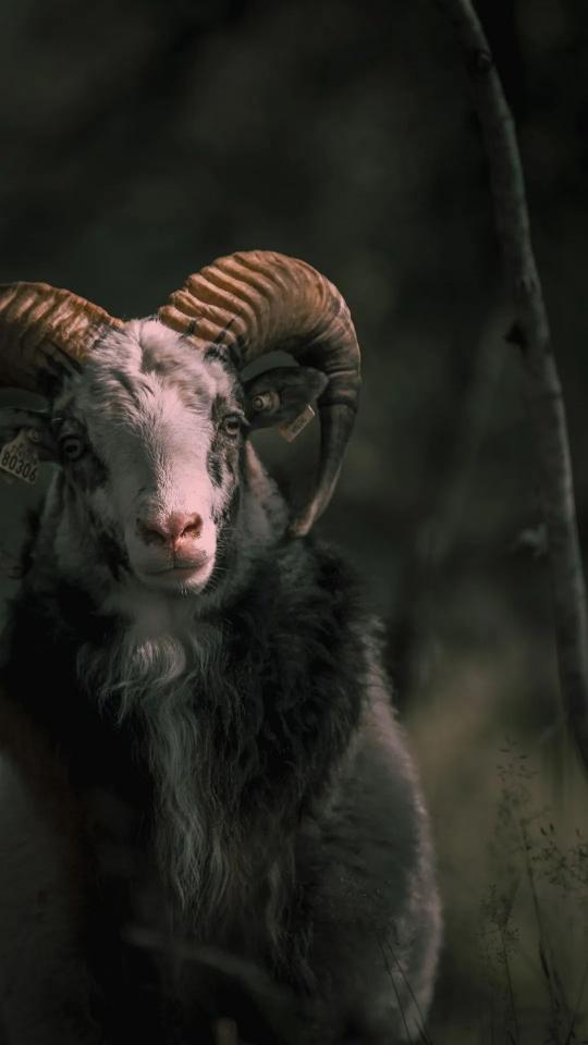Majestic Horned Ram Portrait
