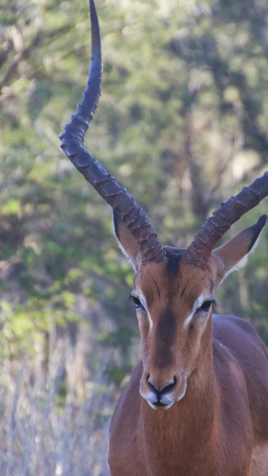 Majestic Impala Portrait - Related Dark Wallpapers wallpaper