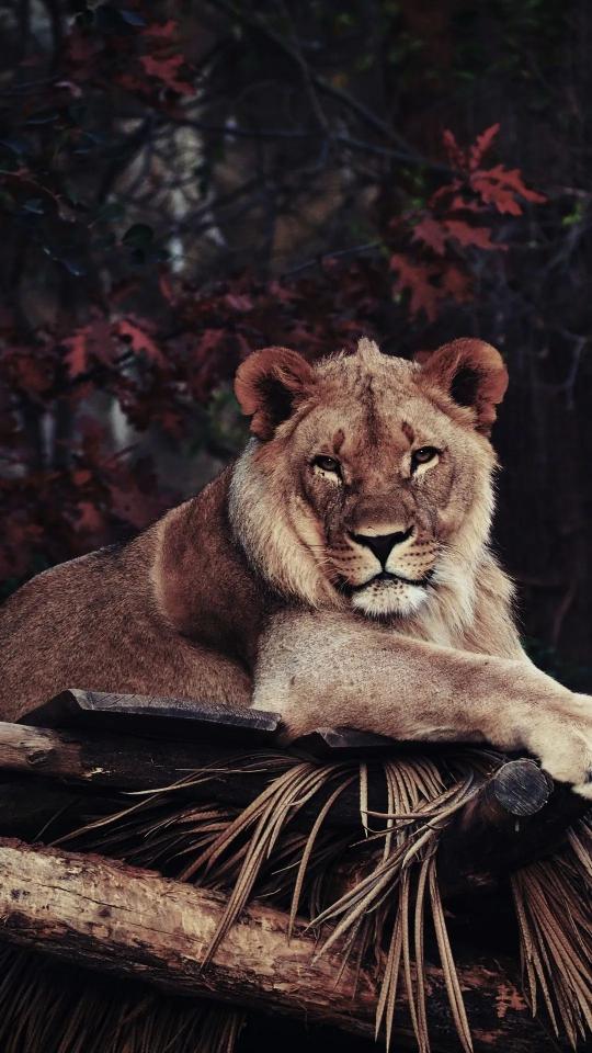 Majestic Lion Portrait - Related Dark Wallpapers wallpaper