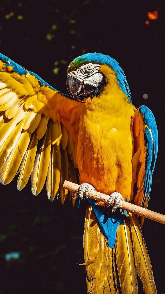 Majestic Macaw Display