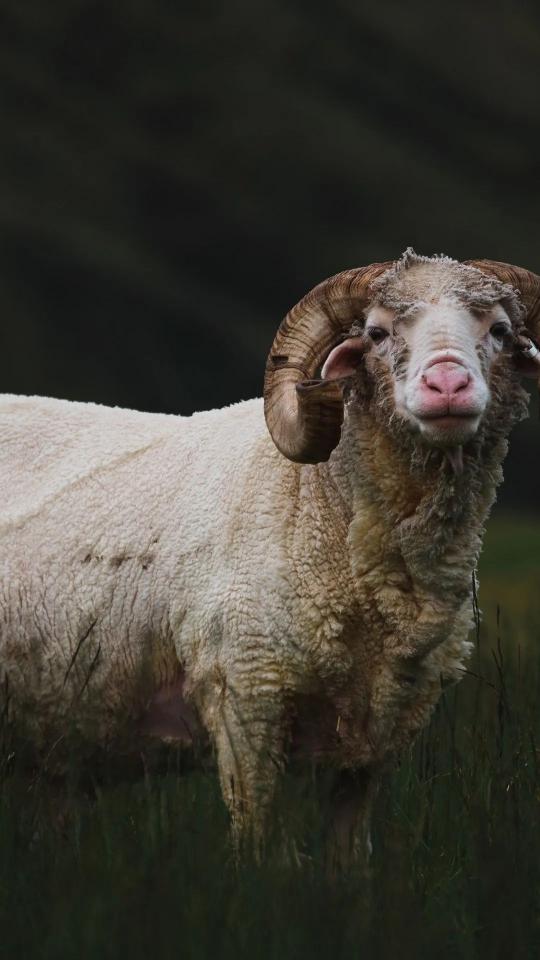 Majestic Ram Portrait - Related Dark Wallpapers wallpaper