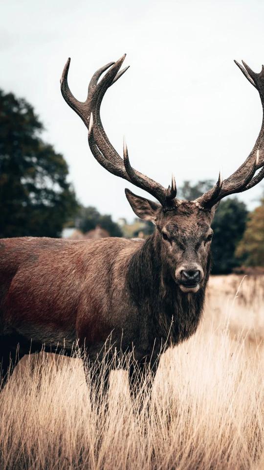 Majestic Stag Portrait - Related Dark Wallpapers wallpaper