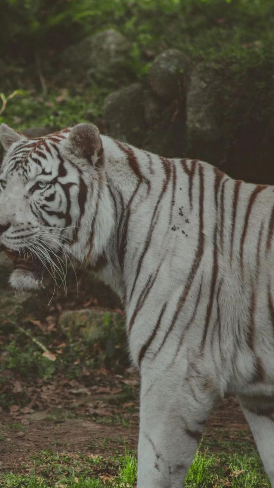 Majestic White Tiger Portrait