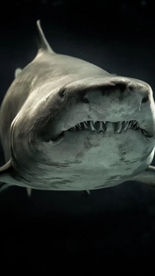 Menacing Shark Portrait - Related Dark Wallpapers wallpaper