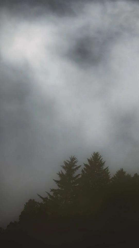 Misty Forest Silhouette
