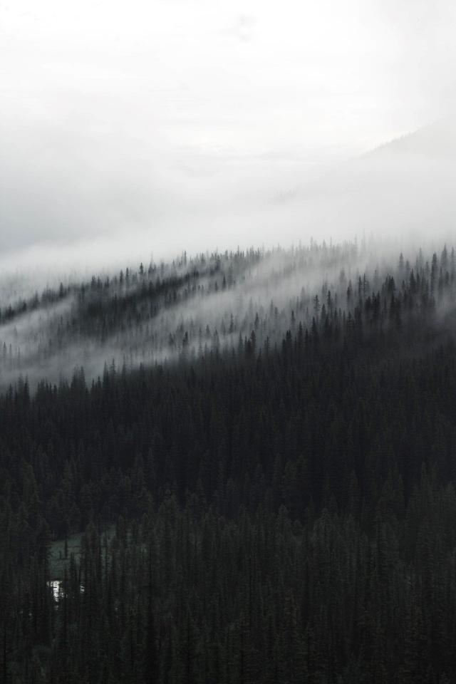 Misty Forest Vista - Related Dark Wallpapers wallpaper