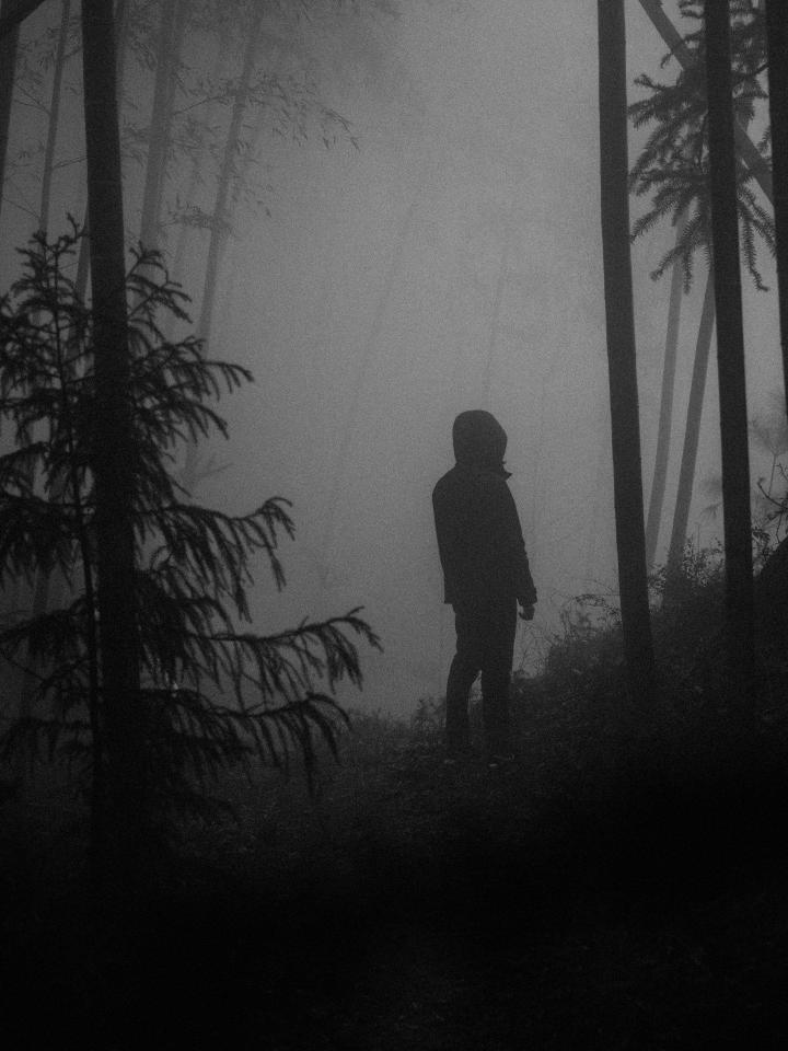 Misty Forest Wanderer