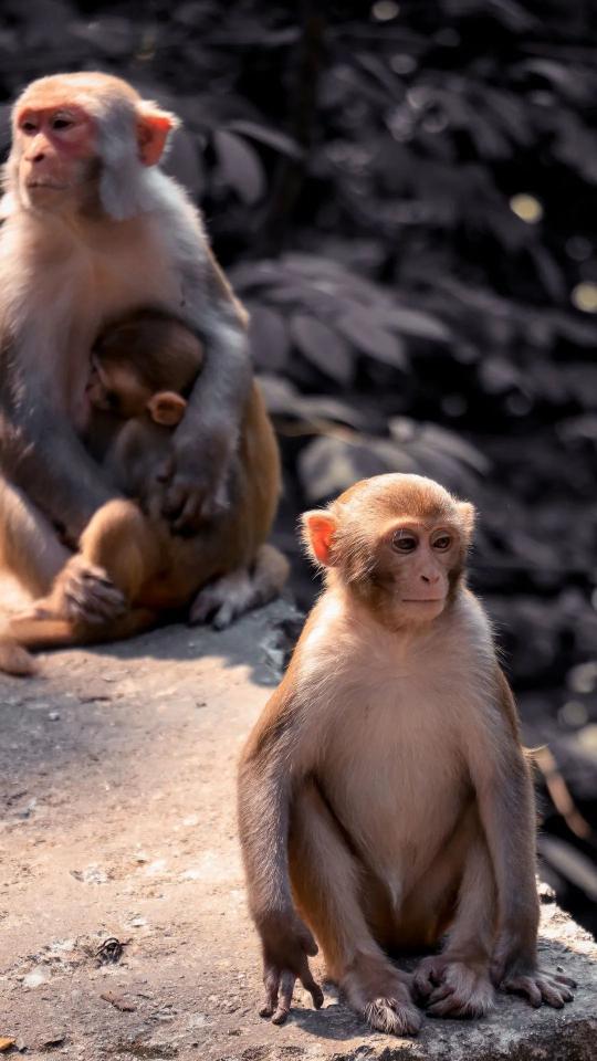 Monkey Family Portrait - Related Dark Wallpapers wallpaper
