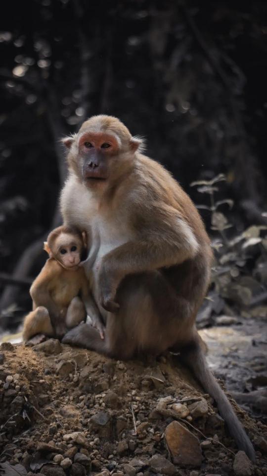 Monkey Mother and Child