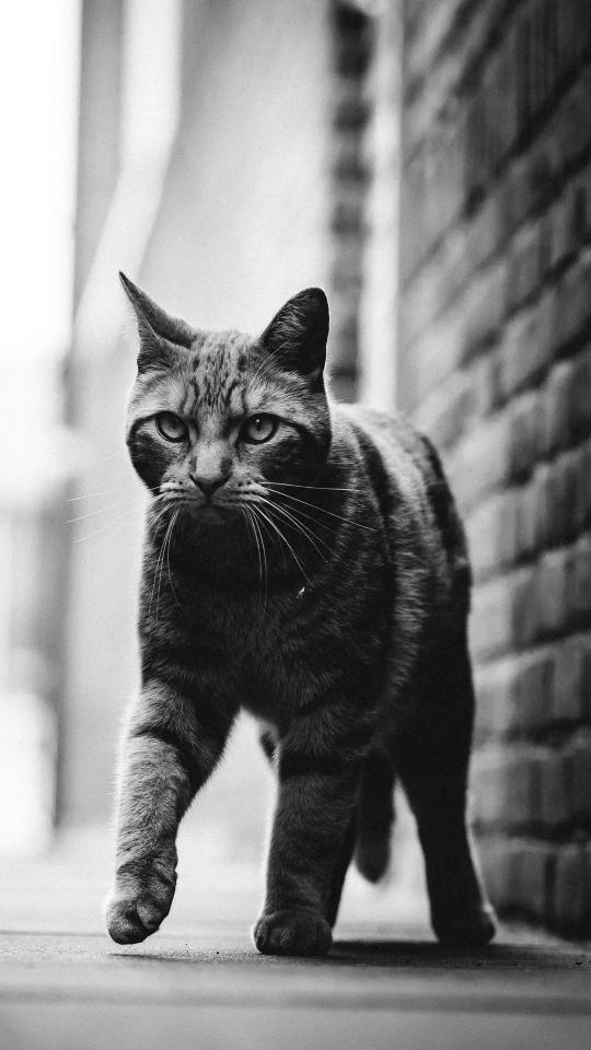 Monochrome Alley Cat - Related Dark Wallpapers wallpaper