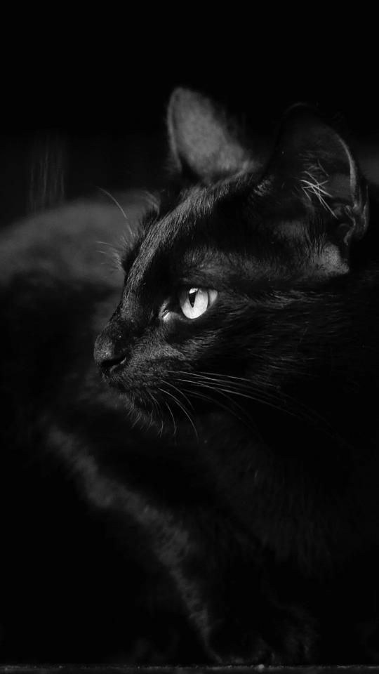 Monochrome Black Cat Portrait - Related Dope Wallpapers wallpaper